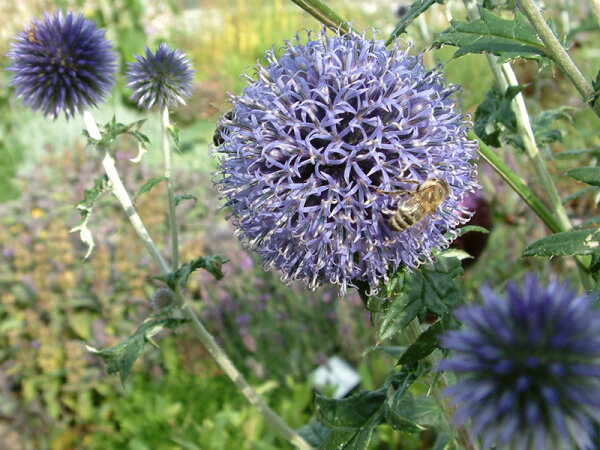 Echinops banaticus `Taplow Blue`