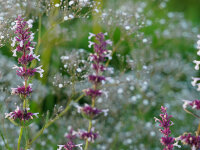 Nepeta grandiflora Florina