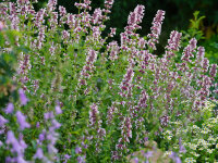 Nepeta grandiflora Florina