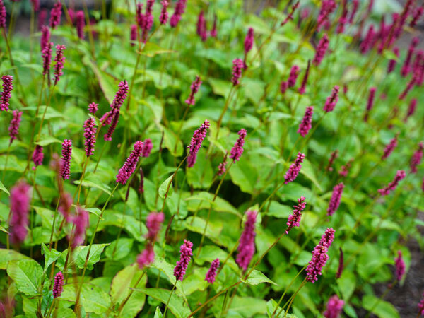 Bistorta (Persicaria) amplexicaulis Lisan