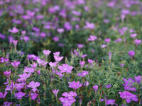 Dianthus amurensis