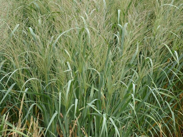 Panicum virgatum Dallas Blues***