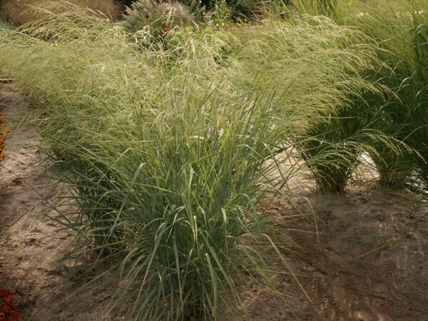 Panicum virgatum Dewey Blue