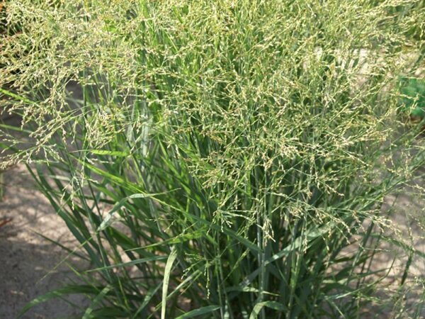Panicum virgatum Buffalo Green®***