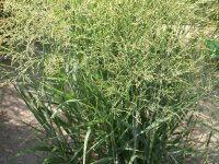 Panicum virgatum Buffalo Green®***