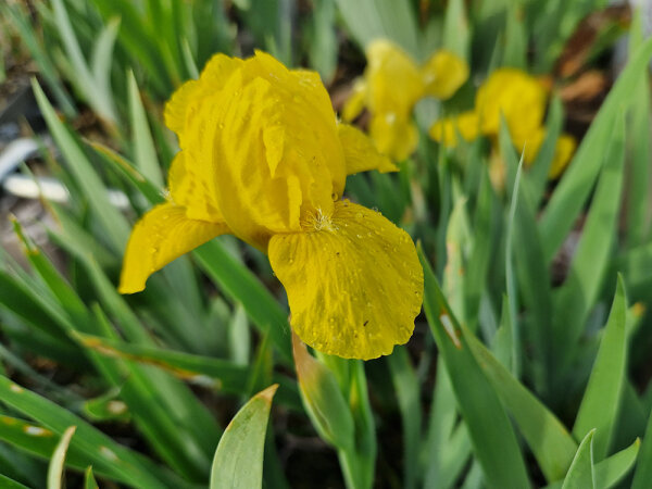 Iris barbata-nana Brassie