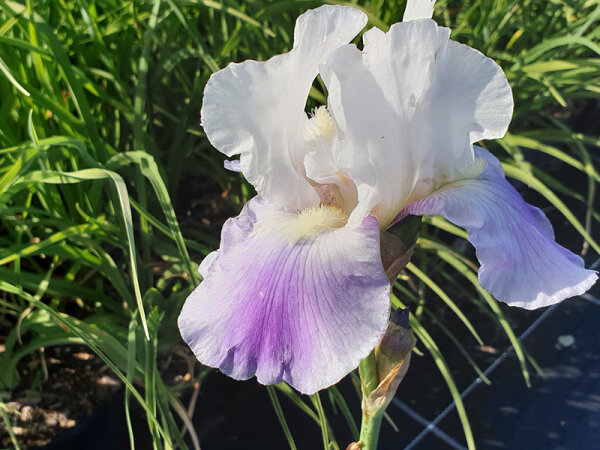 Iris barbata-elatior Feedback