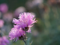 Centaurea simplicicaulis