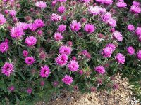 Aster (Symphyotrichum) novae-angliae Vibrant Dome®