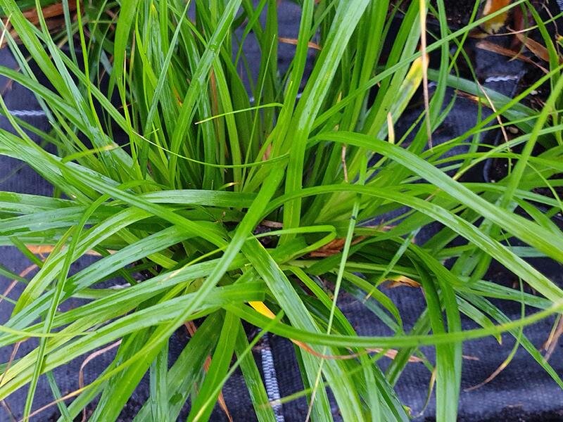 Carex oshimensis Evergreen