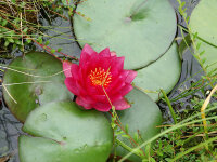 Nymphaea Hybride James Brydon