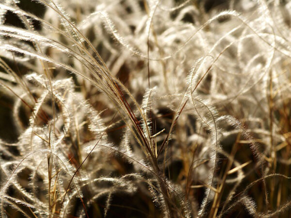 Stipa pennata