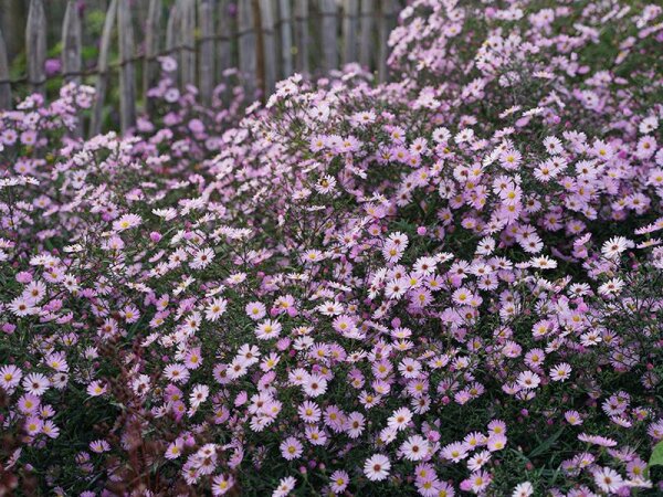 Aster novi-belgii Le Vasterival