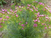 Vernonia lettermannii Iron Butterfly