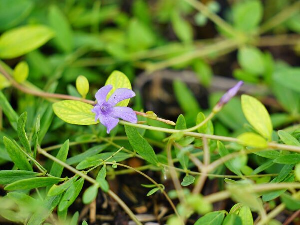 Vinca herbacea