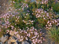 Saponaria ocymoides Sigurd