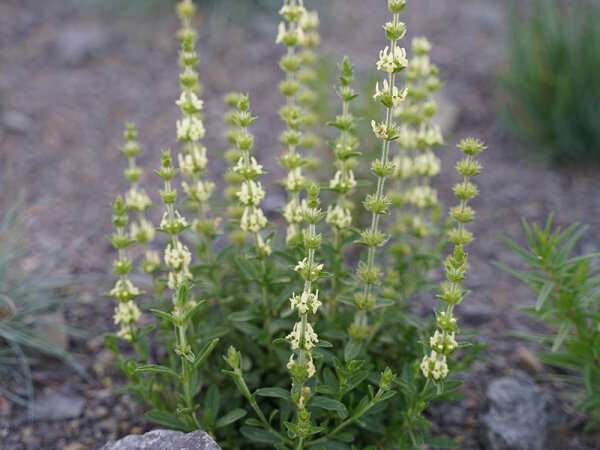 Sideritis libanotica ssp. linearis (gracilis)