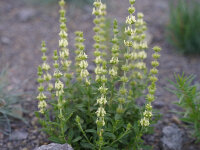Sideritis libanotica ssp. linearis (gracilis)