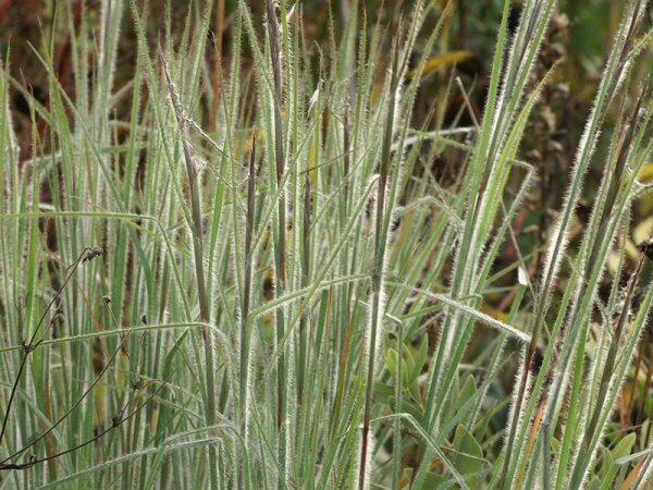 Schizachyrium scoparium  HaHaTonka®