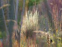 Schizachyrium scoparium  HaHaTonka®