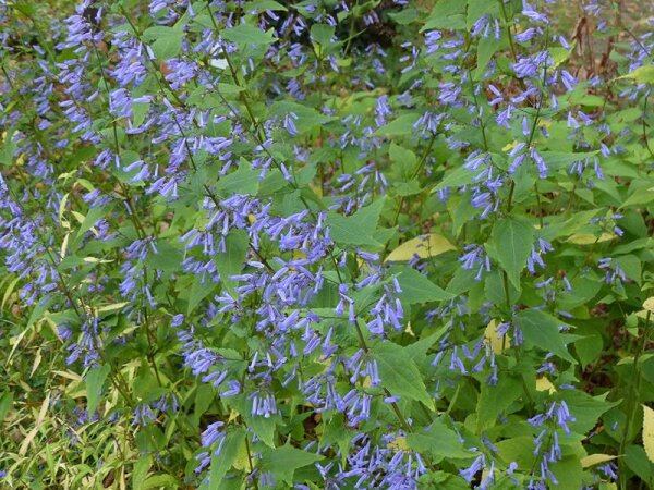 Isodon (Plectranthus) umbrosus (Rabdosia kameba) P1