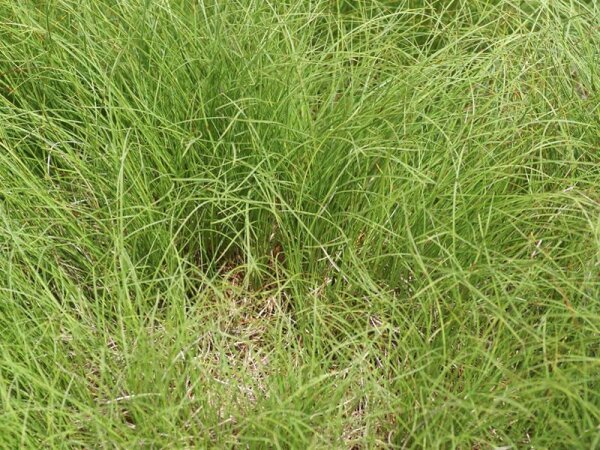 Carex humilis Hexe