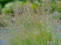 Festuca Czakor