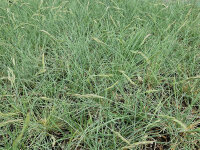 Festuca eskia
