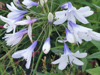 Agapanthus africanus Twister