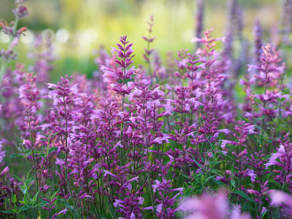 Agastache Hybr. Rosie Posie