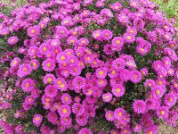 Aster (Symphyotrichum) ericoides Pixie Red Eye