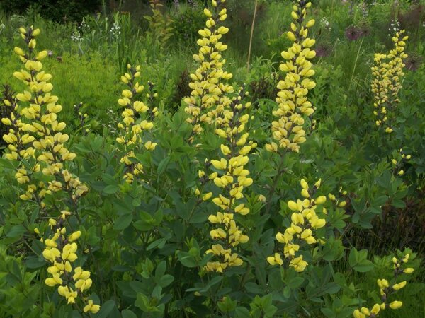 Baptisia Solar Flare Prairieblues™