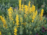 Baptisia Solar Flare Prairieblues™