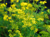 Patrinia rupestris
