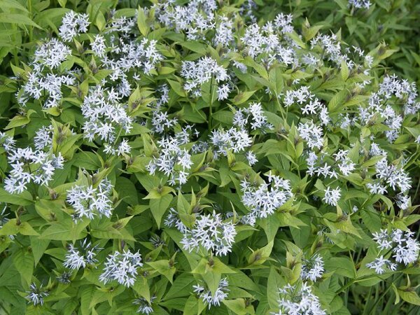 Amsonia tabernaemontana JS Stella Azul®