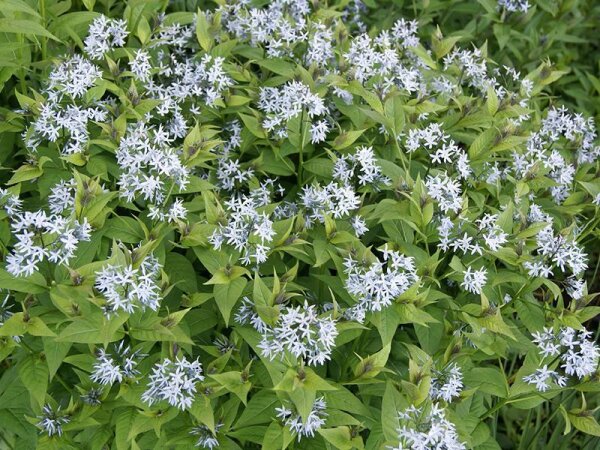 Amsonia tabernaemontana var. salicifolia JS Stella Azul®