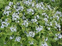 Amsonia tabernaemontana var. salicifolia JS Stella Azul®