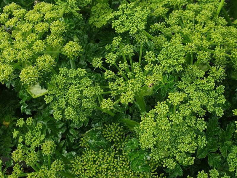 Angelica pachycarpa