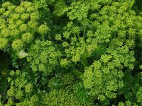 Angelica pachycarpa
