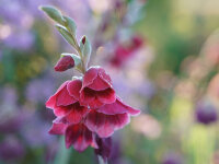 Gladiolus papilio Ruby