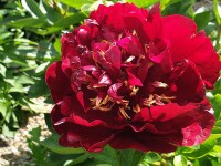 Paeonia lactiflora Buckeye Bell (Solitär) KEIN VERSAND