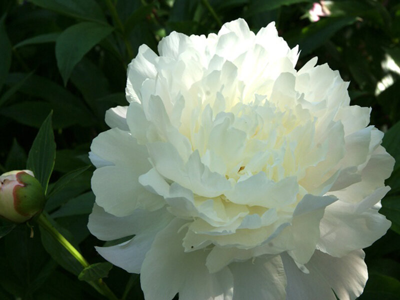 Paeonia lactiflora Duchesse de Nemours (Solit&auml;r)