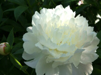 Paeonia lactiflora Duchesse de Nemours (Solitär)...