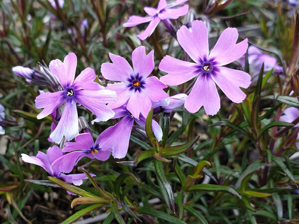 Phlox subulata Lilac Beauty