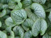 Brunnera macrophylla Mr. Morse&reg;