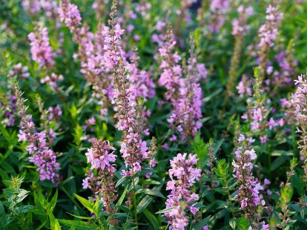 Lythrum salicaria JS Pink Tails®