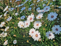 Catananche caerulea Alba