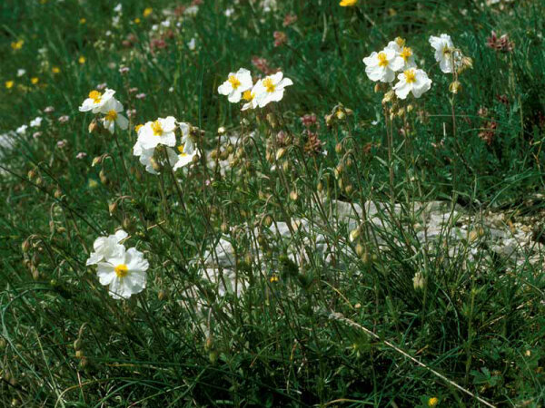 Helianthemum apenninum