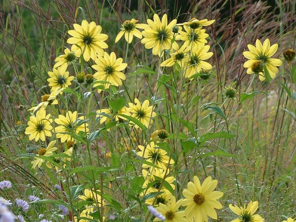 Helianthus giganteus Oktoberlicht