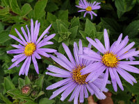 Aster x frikartii Wunder von Stäfa